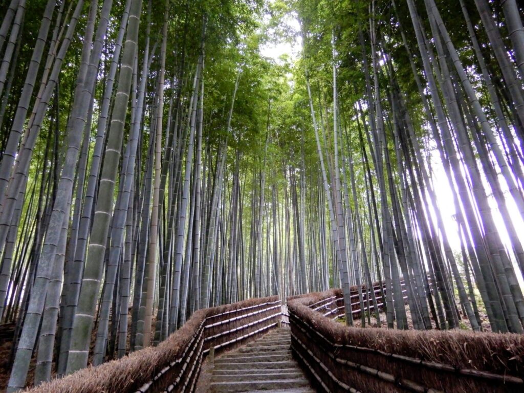 Chemin bordé de bambous